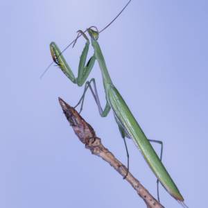 Macro Sud Ouest par Macro Sud Ouest