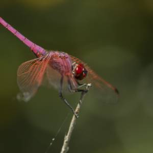 Macro Sud Ouest par Macro Sud Ouest