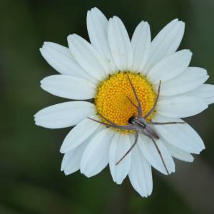 Macro Sud Ouest par Macro Sud Ouest