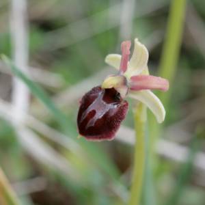 Macro Sud Ouest par Macro Sud Ouest