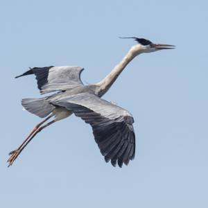 Oiseaux par Oiseaux