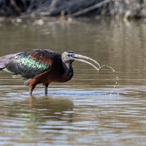 Oiseaux par Oiseaux