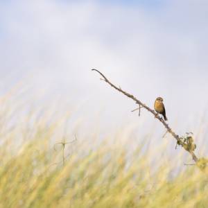 OISEAUX par OISEAUX
