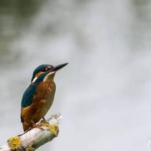 OISEAUX par OISEAUX