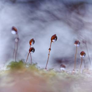 Art Nature par Art Nature