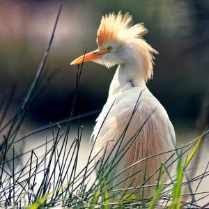 Photo animalière par Photo animalière