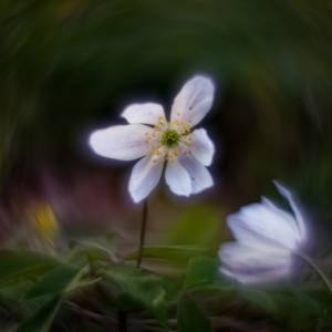 Macrophotographie par Macrophotographie