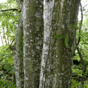 Nature & Fleurs par Nature & Fleurs