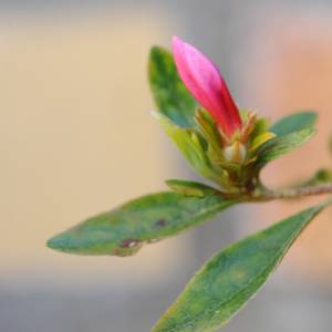 Nature & Fleurs par Nature & Fleurs