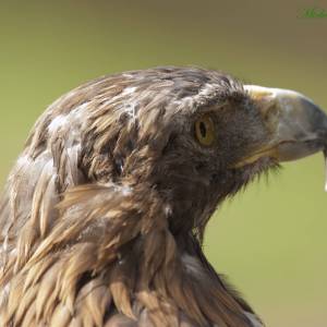 Elftopia 2018 - Deinze - Rapaces par Elftopia 2018 - Deinze - Rapaces