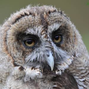 Elftopia 2018 - Deinze - Rapaces par Elftopia 2018 - Deinze - Rapaces