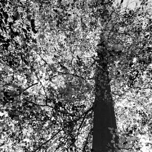 Forêt de Soignes par Forêt de Soignes