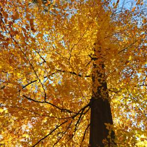 Forêt de Soignes par Forêt de Soignes