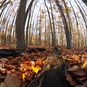 Forêt de Soignes par Forêt de Soignes