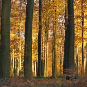 Forêt de Soignes par Forêt de Soignes
