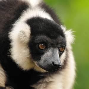 Pairi Daiza par Pairi Daiza