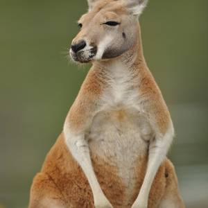 Pairi Daiza par Pairi Daiza