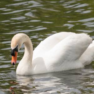 animaux par animaux