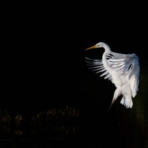 Oiseaux par Oiseaux