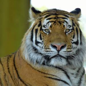 Animaux par Animaux