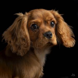 Portrait animaux domestiques par Portrait animaux domestiques