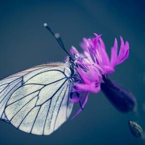 Macrophotographie par Macrophotographie