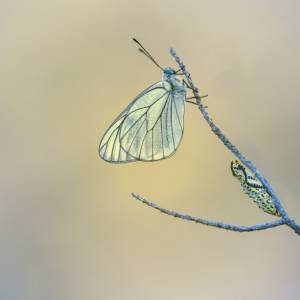 Macrophotographie par Macrophotographie
