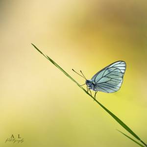 Macrophotographie par Macrophotographie