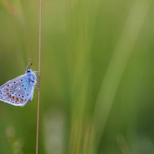 Macro/Proxy par Macro/Proxy