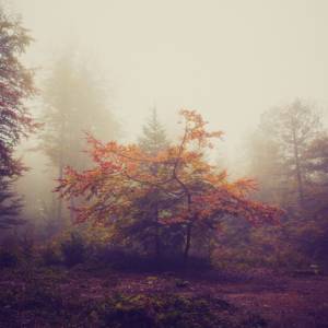 Paysage par Paysage