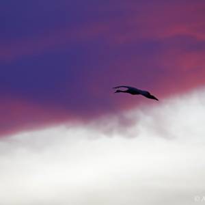 Animalier par Animalier