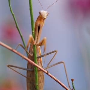 Macro par Macro