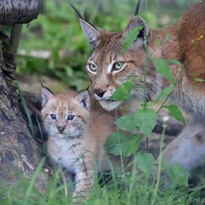 Animalier par Animalier