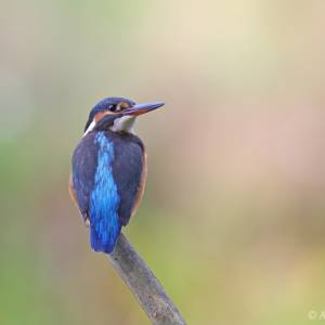 Animalier par Animalier