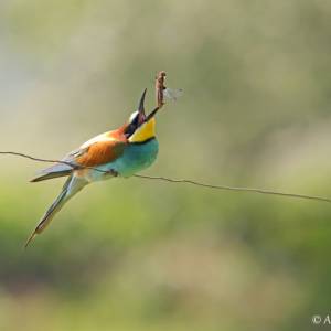 Animalier par Animalier