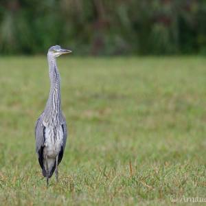 Animalier par Animalier