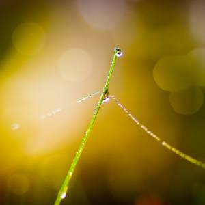 MacroPhotographie par MacroPhotographie