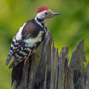 Les oiseaux par Les oiseaux