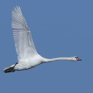 Les oiseaux par Les oiseaux