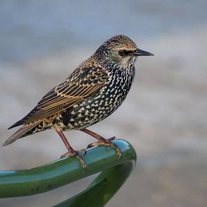 Les oiseaux par Les oiseaux