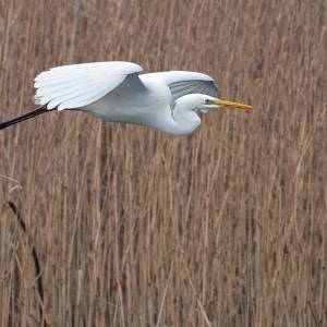 Les oiseaux par Les oiseaux