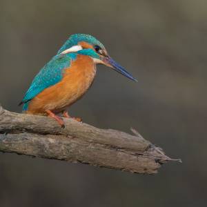 Le Martin-pêcheur par Le Martin-pêcheur