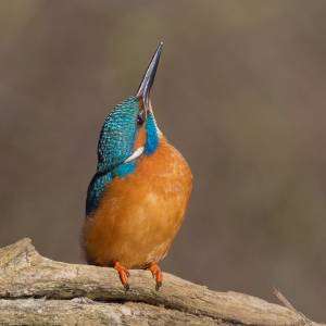 Le Martin-pêcheur par Le Martin-pêcheur