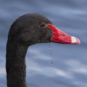 Portraits rapprochés d'oiseaux (photographiés en Belgique et en Fance) par Portraits rapprochés d'oiseaux (photographiés en Belgique et en Fance)