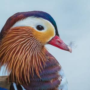 Portraits rapprochés d'oiseaux (photographiés en Belgique et en Fance) par Portraits rapprochés d'oiseaux (photographiés en Belgique et en Fance)