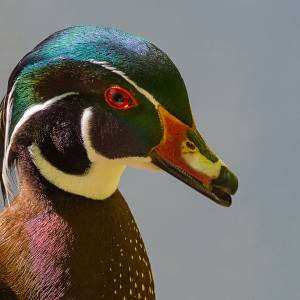 Portraits rapprochés d'oiseaux (photographiés en Belgique et en Fance) par Portraits rapprochés d'oiseaux (photographiés en Belgique et en Fance)