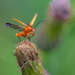 Macro par Macro