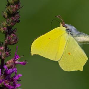 Les papillons par Les papillons