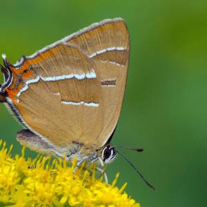 Les papillons par Les papillons