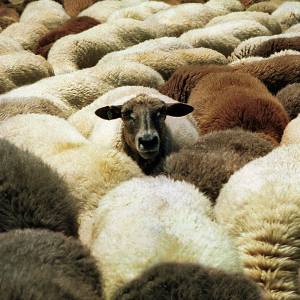 Les ovidés par Les ovidés